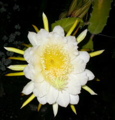 Selenicereus setaceus