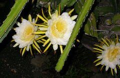 Selenicereus setaceus