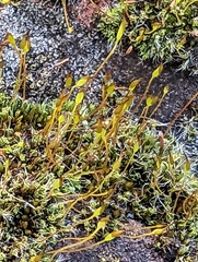 Tortula muralis