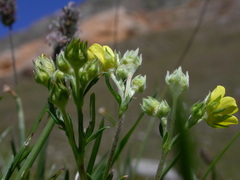 Potentilla multifida