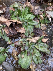 Micranthes micranthidifolia