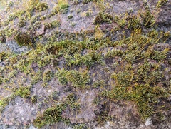 Tortula muralis