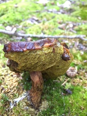 Aureoboletus projectellus