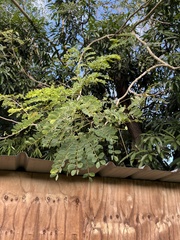 Albizia procera