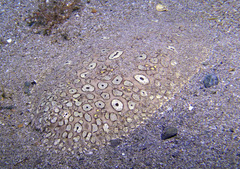 Pardachirus pavoninus