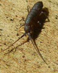 Pogonognathellus dubius