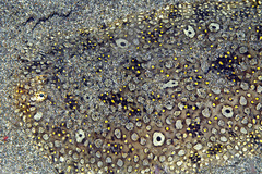 Pardachirus pavoninus