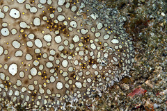 Pardachirus pavoninus