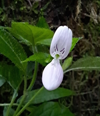 Hypoestes