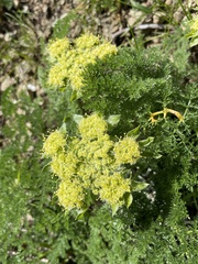 Lomatium dasycarpum