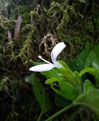Hypoestes