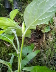 Hypoestes