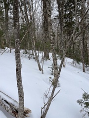 Acer pensylvanicum