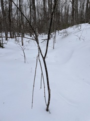 Acer pensylvanicum