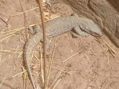 Varanus exanthematicus