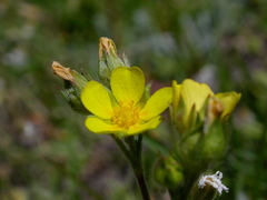 Potentilla multifida