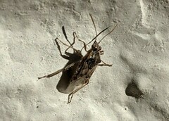 Liorhyssus