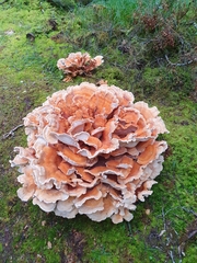 Bondarzewia kirkii