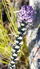 Amphithalea imbricata