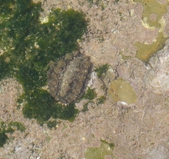 Acanthochitona