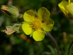 Potentilla multifida