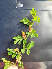 Indigofera oxalidea