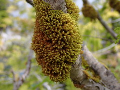 Plenogemma phyllantha