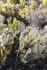 Amphithalea imbricata