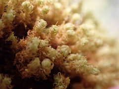 Plenogemma phyllantha