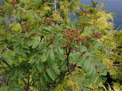 Sorbus sitchensis