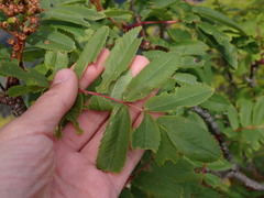 Sorbus sitchensis
