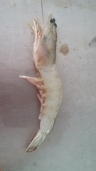 Penaeus setiferus