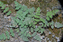 Myriopteris parryi