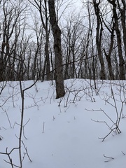 Viburnum lantanoides