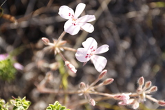Pelargonium pinnatum