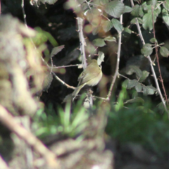 Phylloscopus collybita