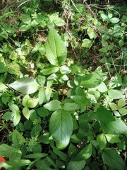 Valeriana uliginosa