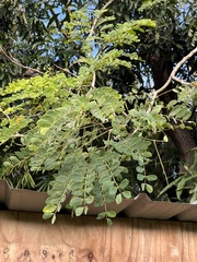 Albizia procera