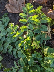 Erodium moschatum