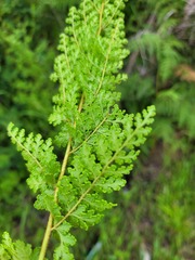 Anemia vestita