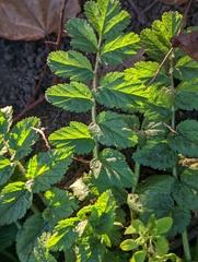 Erodium moschatum