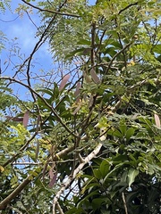 Albizia procera