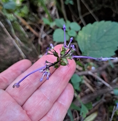 Plectranthus ambiguus