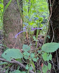 Plectranthus ambiguus