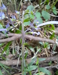 Plectranthus ambiguus