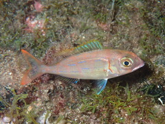 Pagellus erythrinus
