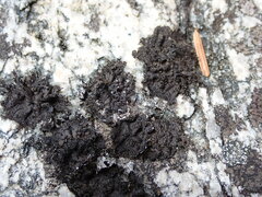 Umbilicaria torrefacta