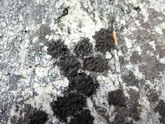 Umbilicaria torrefacta