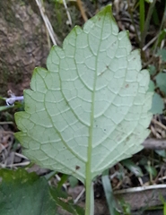 Plectranthus ambiguus