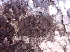 Umbilicaria torrefacta